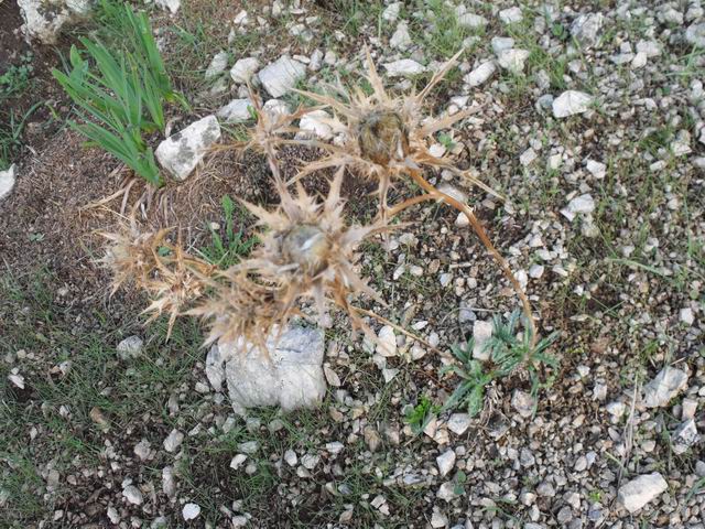 Carlina corymbosa